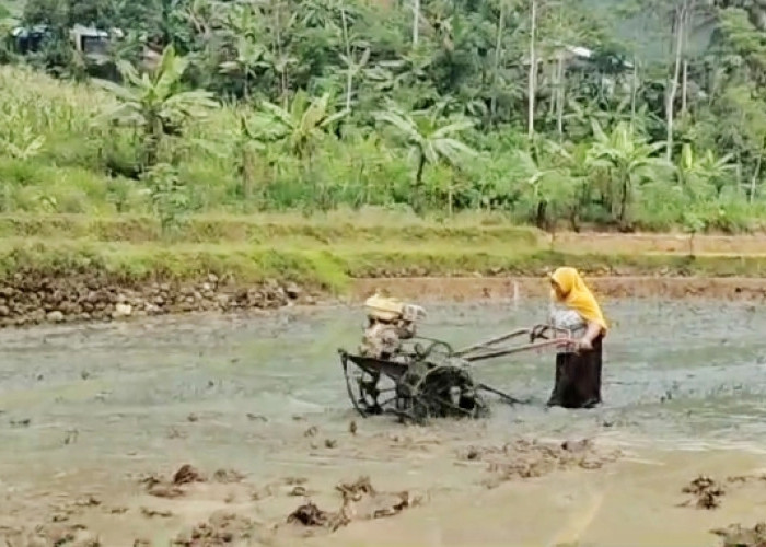 Solehah, Guru Honorer SD di Kabupaten Pemalang Mahir Mengoperasikan Traktor