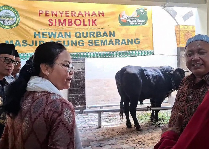 Pemkot Semarang Salurkan 13 Sapi Kurban, Sapi 920 Kilogram Diserahkan ke Masjid Baiturrahman