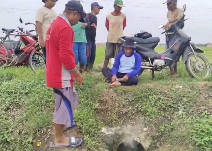 Diserang Hama Tikus, Petani dan PPL di Kertasari Kabupaten Tegal Lakukan Gerdal