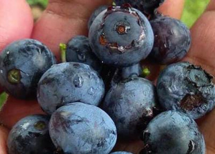 CATAT! 8 Khasiat Penting Buah Blueberry untuk Kesehatan, No 7 Bagus untuk Tulang