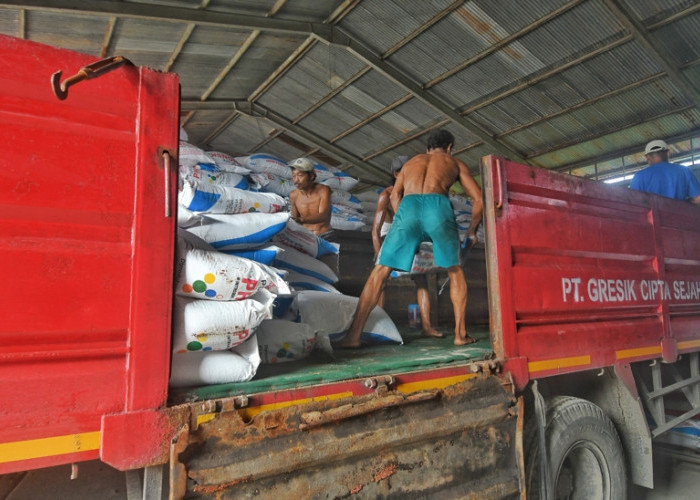 Pekerja bongkar pupuk bersubsidi di GPP PT Pupuk Indonesia di Tawangharjo - Purwodadi, Kabupaten Grobogan, Jawa Tengah, pada Rabu (24/12/2025). Untuk wilayah Grobogan, Pupuk Indonesia mengalokasi pupuk subsidi tahun 2025 sebanyak 155.505,4 ton, dengan rincian: urea 82.000 ton, NPK 63.000 ton, organik 10.500 ton, dan ZA 5,4 ton. (Achmad Fazeri/Disway Jateng)