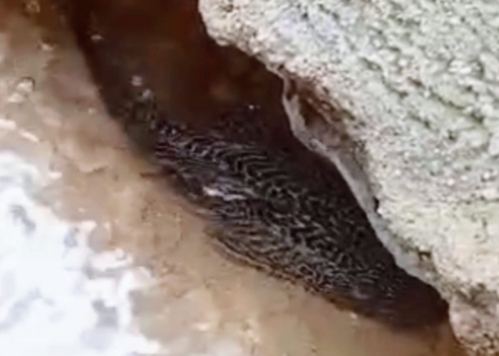 Teror Ikan Sapu-Sapu Menggila di Sungai Semarang, Ekosistem Terancam Hancur!