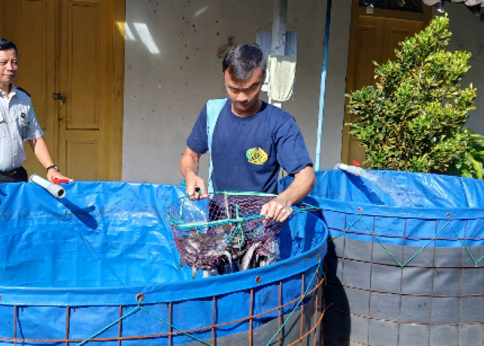 Ikut Dibeli Petugas, Panen Raya Ikan Lele di Rutan Salatiga Wujud Kemandirian Pangan Warga Binaan
