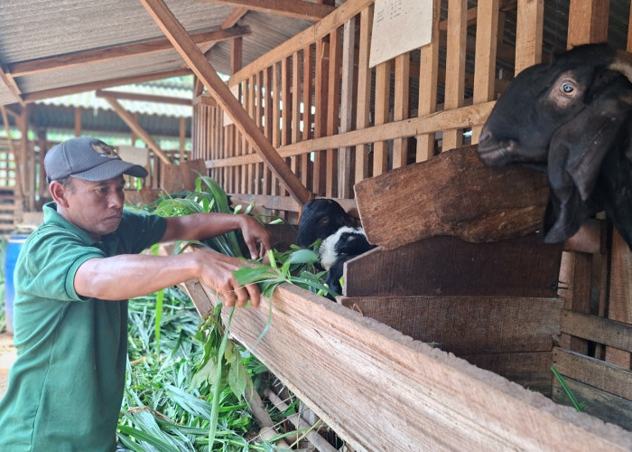 Kambing Jawa Randu Jepara Penghasil Cuan yang Bikin Candu