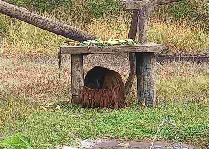 Didi Orangutan Solo Safari, Akali Kabel Listrik dengan Ranting dan Batu untuk Kabur