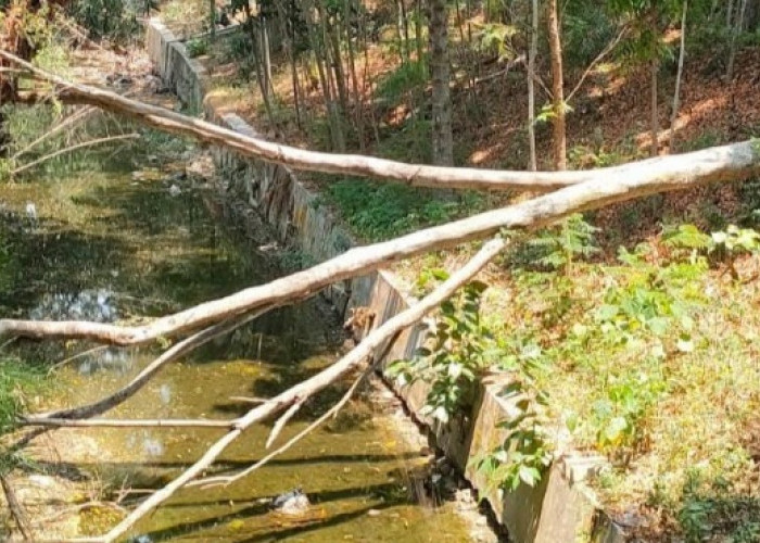 Pohon Tumbang di Sungai Grojogan Blora Tak Kunjung Ditangani, Warga Pertanyakan Respons Pemkab