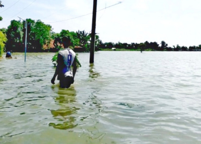 Petani Terdampak Banjir di Tegowanu Grobogan Rugi Miliaran, Begini Kata Dinas Terkait