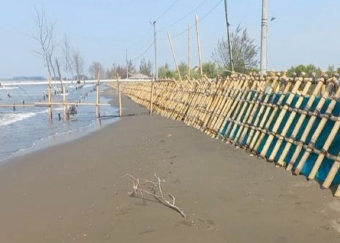 Rob, Warga Blendung Kabupaten Pemalang Buat Tanggul dari Bambu