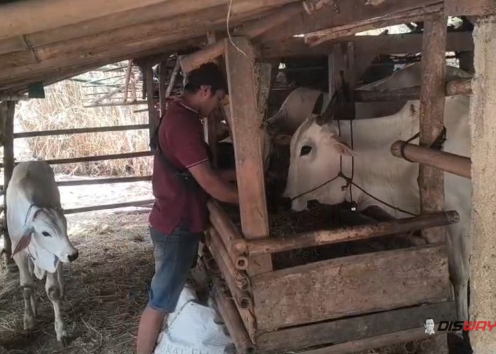 Kemarau Panjang, Peternak Sapi di Kebumen Kesulitan Cari Rumput, Penggemukan Terhambat