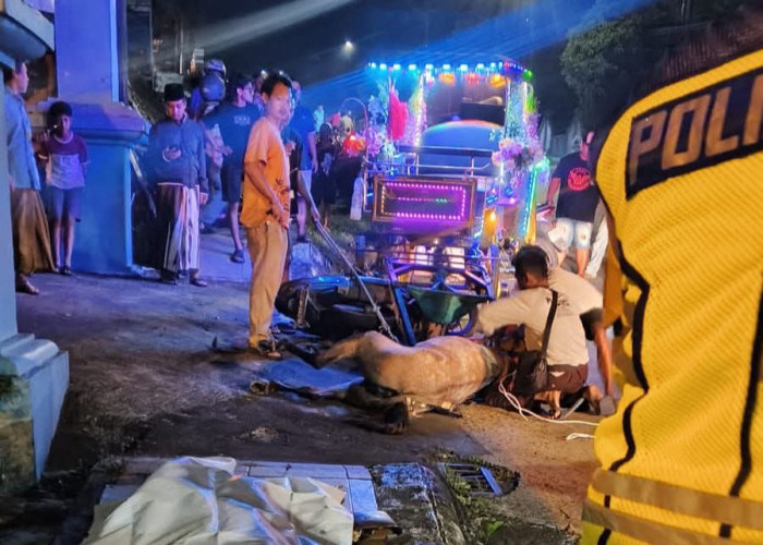 Kuda Wisata Mengamuk, Hantam Pengendara Motor Wanita di Jepara
