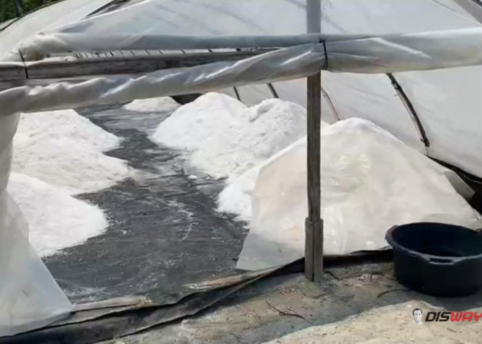 Kampung Garam Tlogopragoto Kebumen Produksi Garam hingga 6 Ton, Kemarau Bikin Panen Lebih Cepat