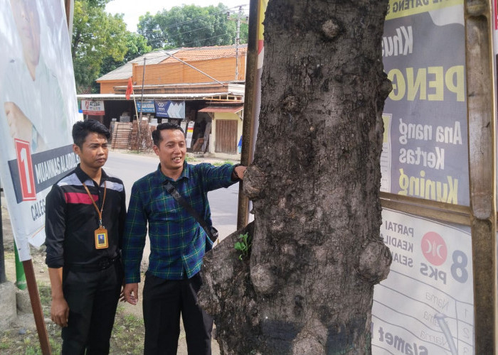 Marak Alat Peraga Kampanye Dipaku di Pohon, Begini Respon Bawaslu Kabupaten Tegal 