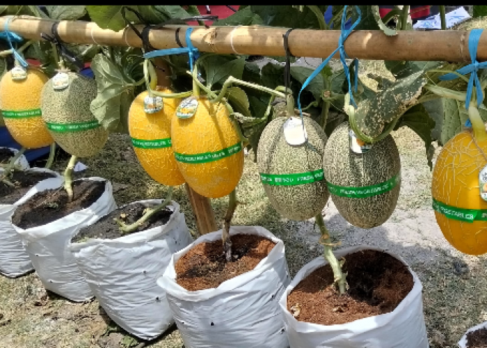 Dari Lahan Tak Produktif Jadi Green House Melon, Giriroto Bikin Gebrakan