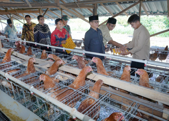 UMKM Sumringah ! Harga Telur Ayam di Sragen Anjlok Sentuh Rp19.000/Kg, Peternak Menjerit