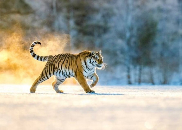Inilah 5 Spesies Harimau Terbesar di Dunia, Salah Satunya Ada di Indonesia