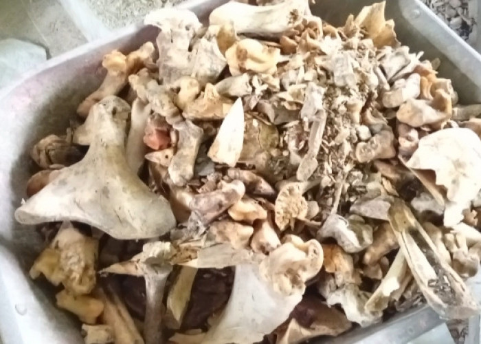 Limbah Tulang Sapi Disulap Jadi Pupuk Kalsium, Warga Kutowinangun Raup Cuan
