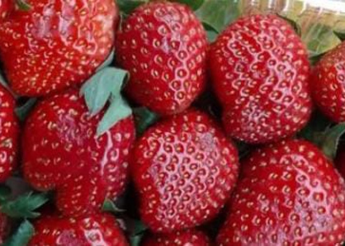 Ini Dia Kandungan Nutrisi dan 6 Khasiat Buah Strawberry
