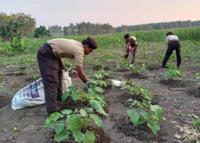 Perhutani KPH Purwodadi Bekali Anggota Pramuka Keterampilan Menanam Koro Pedang