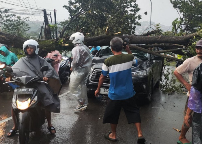 Hujan Disertai Angin Kencang Terjang Semarang, Lebih dari 80 Pohon Tumbang dan Reklame Roboh