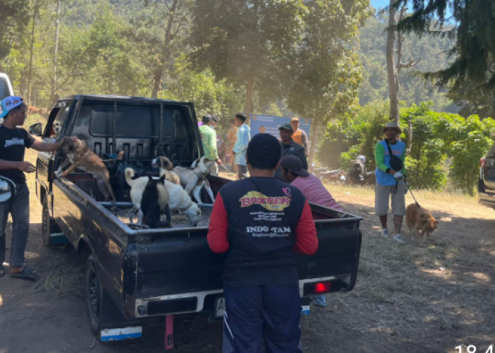 Kendalikan Hama Monyet Ekor Panjang di Boyolali, Anjing di Bukit Kinasih Divaksin 