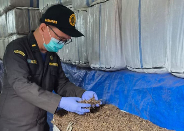 Ekspor Daun Cincau Kering Jateng Capai 403 Ton, Layanan Karantina Terintegrasi Percepat Pengiriman