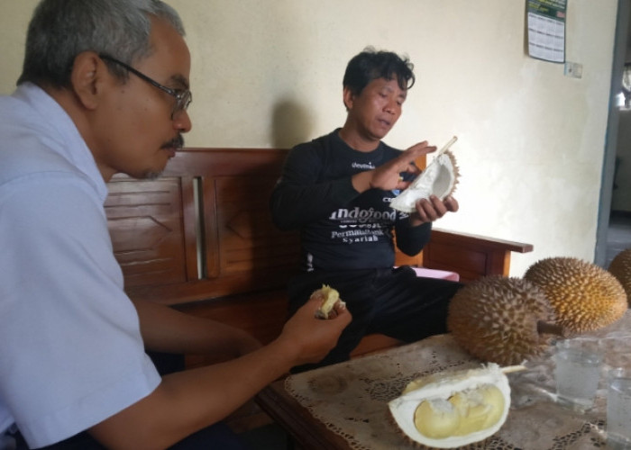 Durian Orange dan Petruk di Warungpring Kabupaten Pemalang Banyak Dicari Pelanggan