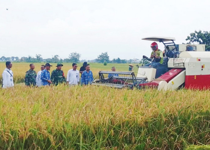 Bulog Bersama Kodim Pemalang Kolaborasi Melakukan Penyerapan Gabah Hasil Penen Petani 