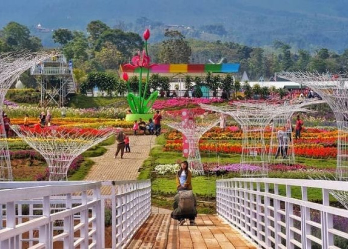 Taman Bunga Celosia Semarang: Keindahan Bunga, Spot Foto Instagramable, dan Wahana Seru!
