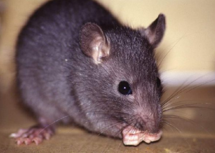 Mau Rumah Aman dari Tikus? Berikut 7 Cara Menjaga Rumah Agar Terhindar dari Tikus