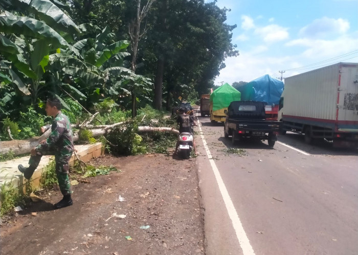 Pohon Mahoni Tumbang di Pantura Batang, Dua Pengendara Motor Alami Luka Serius