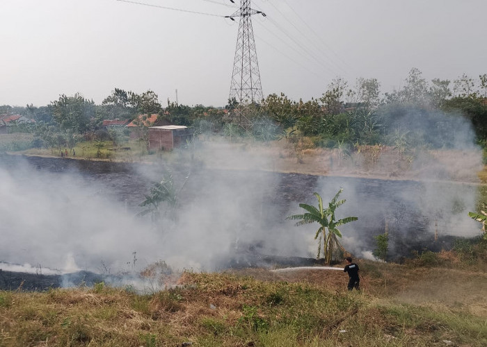 Setiap Hari Terjadi Kebakaran Lahan di Kabupaten Tegal