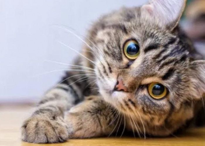 Inilah 12 Fakta Tentang Kucing yang Jarang Diketahui