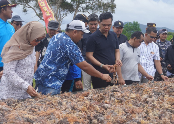 KKP Gelontorkan Rp 9 Miliar untuk Budidaya Rumput Laut Karimunjawa, Garap Lahan 240 Hektar