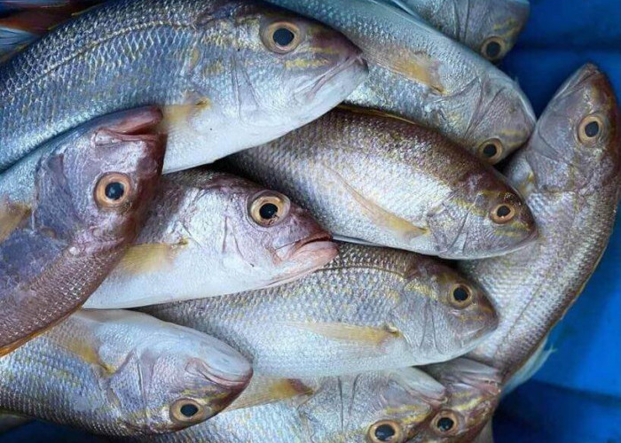 Ikan Kakap Selain Lezat, Kandungan Proteinnya yang Tinggi Juga Baik Untuk Kesehatan
