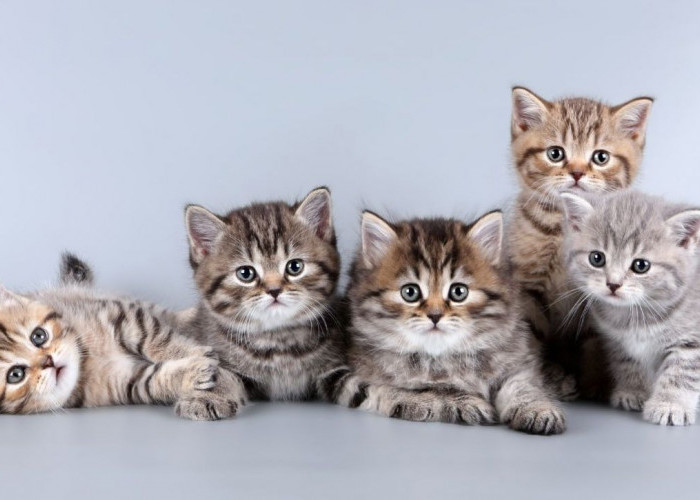 Inilah 10 Jenis Kucing yang Banyak Dipelihara Orang Indonesia, Mana Pilihanmu?