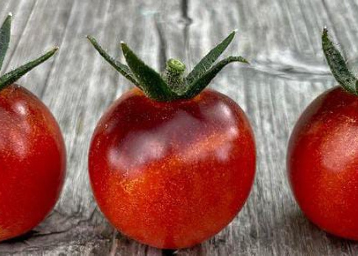 Ini Dia 10 Manfaat Mengonsumsi Buah Tomat untuk Kesehatan Tubuh Kita
