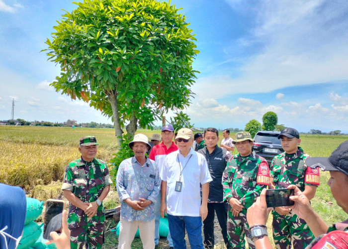 Bulog Surakarta Lampaui Target, Serapan Gabah Kering Capai 29.654 Ton