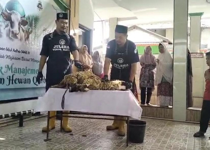 Juru Sembeli Halal Beri Bimtek Manajemen Pengelolaan Hewan Kurban