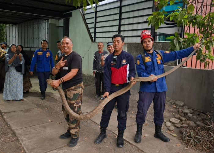 Viral! Camat Bagelen Evakuasi King Kobra 3 Meter dari Rumah Warga