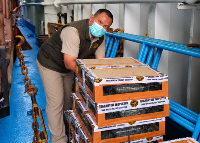 Pengiriman 588 Burung Tanpa Dokumen Digagalkan di Pelabuhan Tanjung Emas Semarang