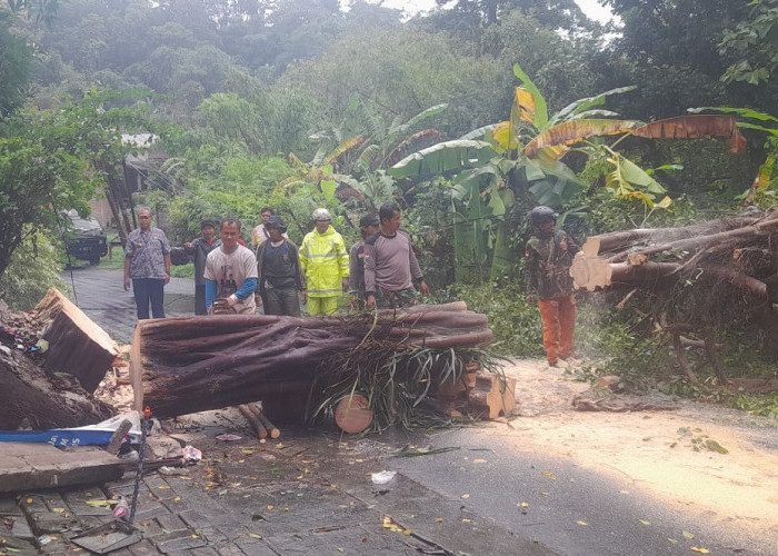 Pohon Beringin Berumur 20 Tahun Tumbang, Timpa Tiang Listrik dan Tutup Akses Warga Kalialang Baru