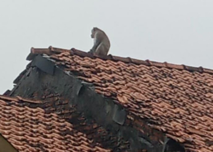 Dampak Rusaknya Hutan Mangrove, Monyer Liar Masuk Rumah Serang Bayi 