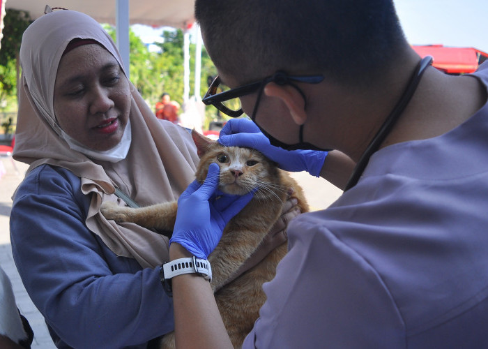 Catat! Ini Ciri-ciri Rabies pada Hewan 