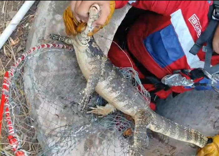 Modal Nekat! Tak Ada Pelatihan, Petugas Damkar Kabupaten Tegal Hadapi 242 Gangguan Hewan
