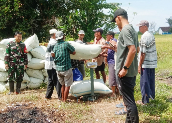 Kodim Pemalang Terjunkan Babinsa  Bantu Serapan Gabah ke Bulog