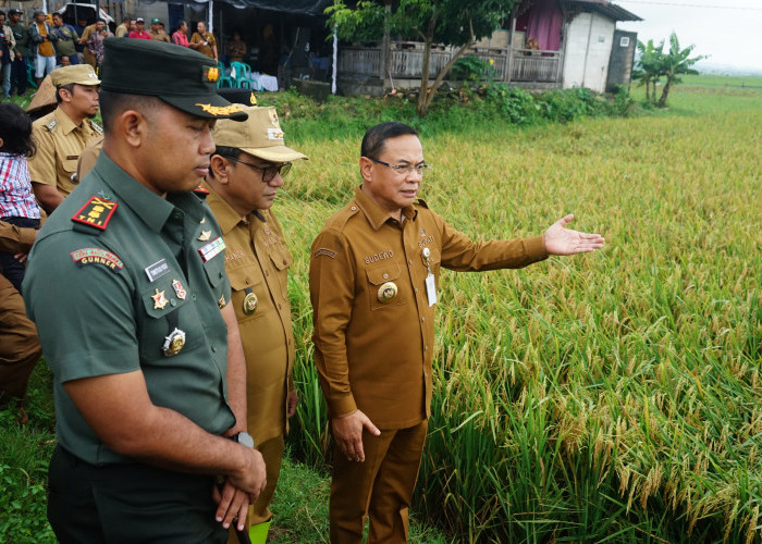 Perbesar Serapan Gabah Petani Pati, Bulog Siap Bangun Gudang Raksasa 
