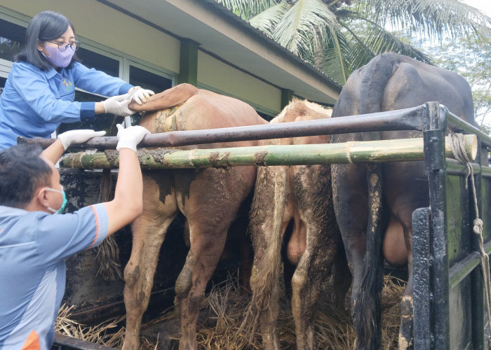 Layanan Cek Poin di RPH Dispangtan Salatiga Mengalami Penurunan, SKKH yang Diterbitkan Lebih Sedikit