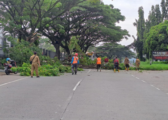 Ngerinya Kondisi Pohon di Jalur Pantura Batang, 223 Rawan Roboh