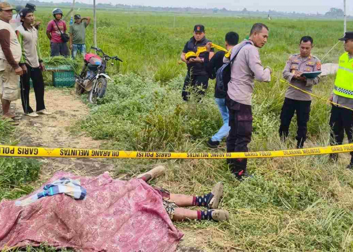 Hendak Cari Rumput, Pria asal Pati Ditemukan Meninggal Dunia di Persawahan Jekulo Kudus