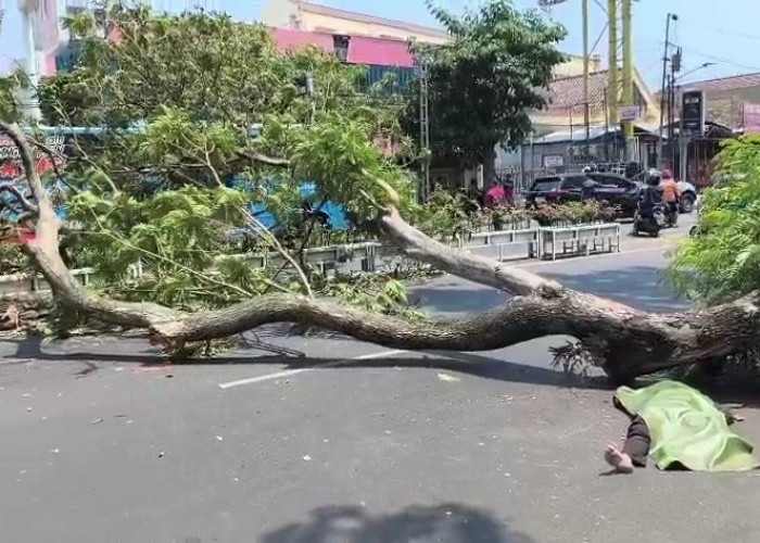 Pohon Tewaskan 2 Orang di Pandanaran, Pemkot Semarang Kebut Pemetaan Pohon Rawan Tumbang